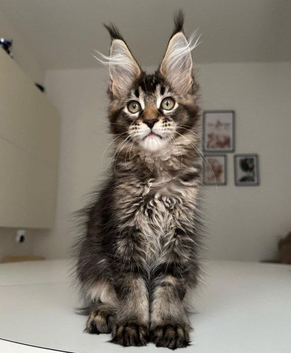 Домашня Рись, кошенята Мейкуна