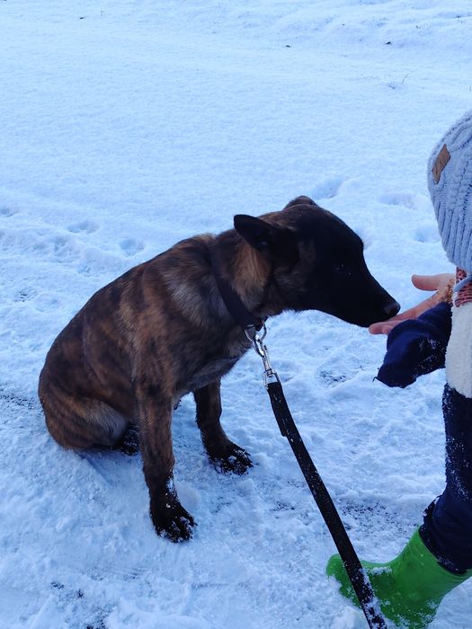 Owczarek Holenderski