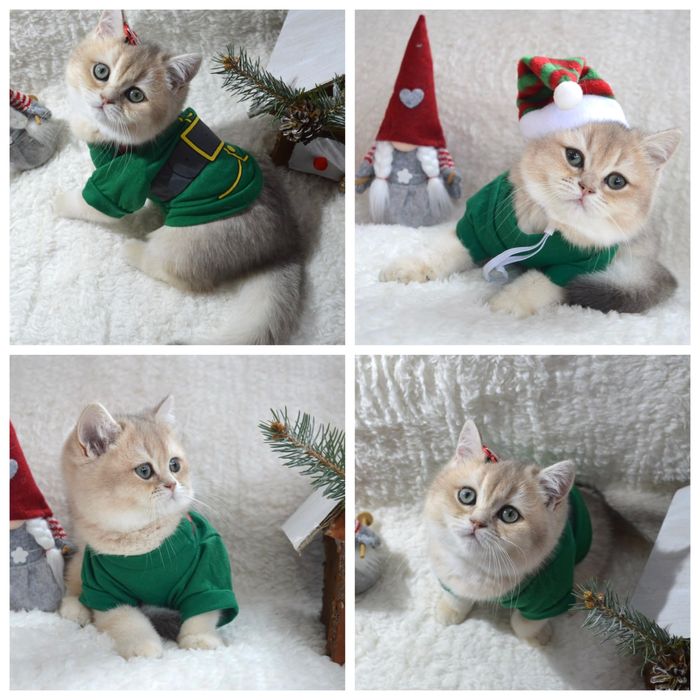 Британская золотая шиншилла/голубое золото/котята