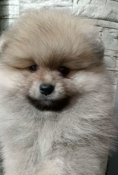 Малюк шпіц 2.5 місяці