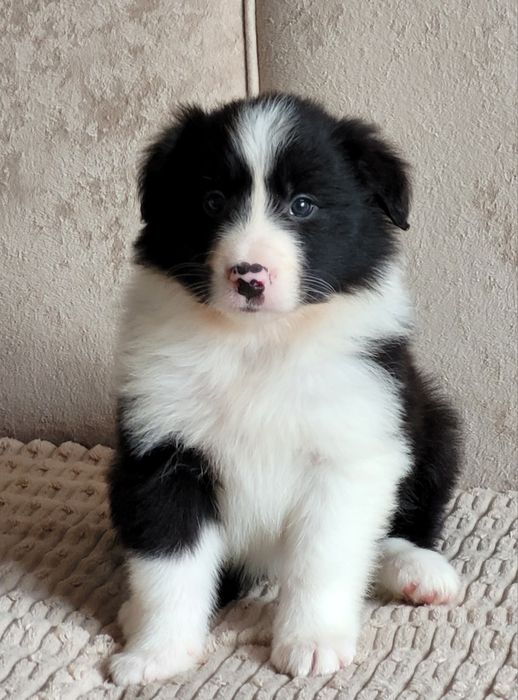 Border Collie Piesek  Zaprasza