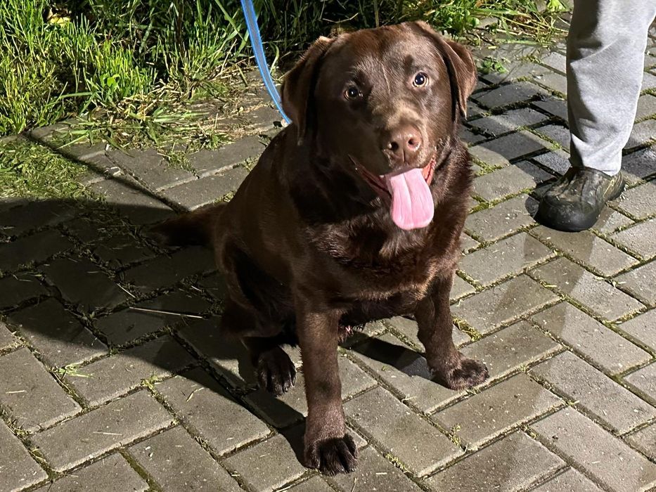 Labrador retriever chocolate para cruza/monta