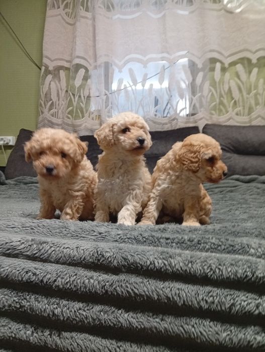 Той пудель чистокровні РОЗПРОДАЖ. Фото оригінальне