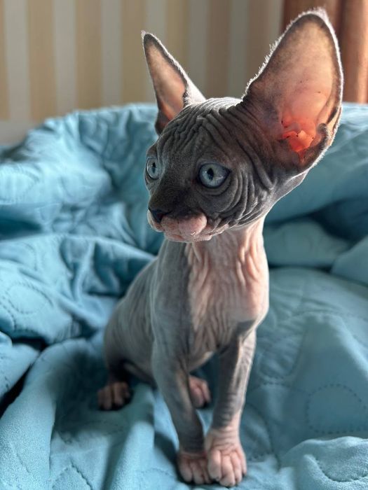 Канадський Сфінкс дівчинка