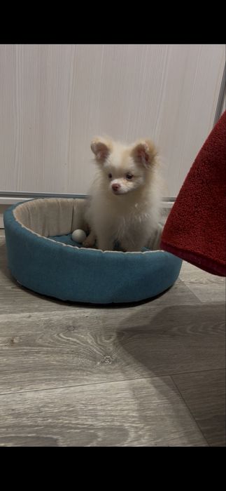 Два хлопчика від різних мамочек.