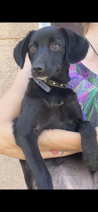 Ищу дом для маленькой собачки