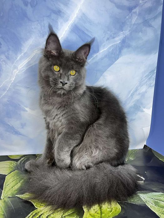 Мейн-кун, котик, кастрований,
