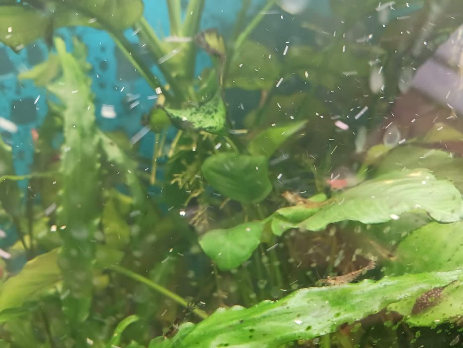 Sprzedam rybki glonojady i krewetki