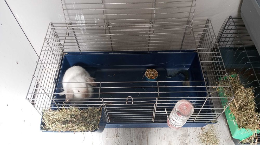 Trio de coelhos mini lop bellier