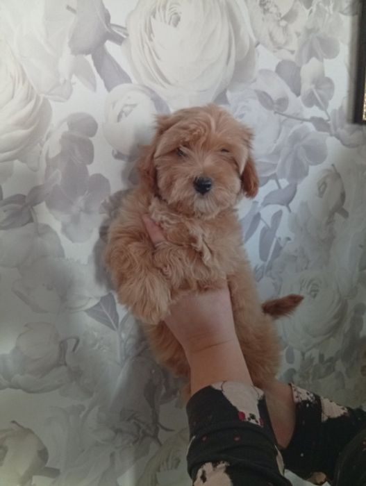 Мальтіпу дівчинка.