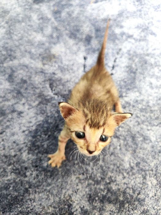 Отдам котят в добрые и ответственные руки