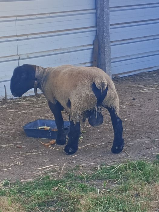 Vendo borrego de raça Suffolk Ingles puro filho de pais com certificado