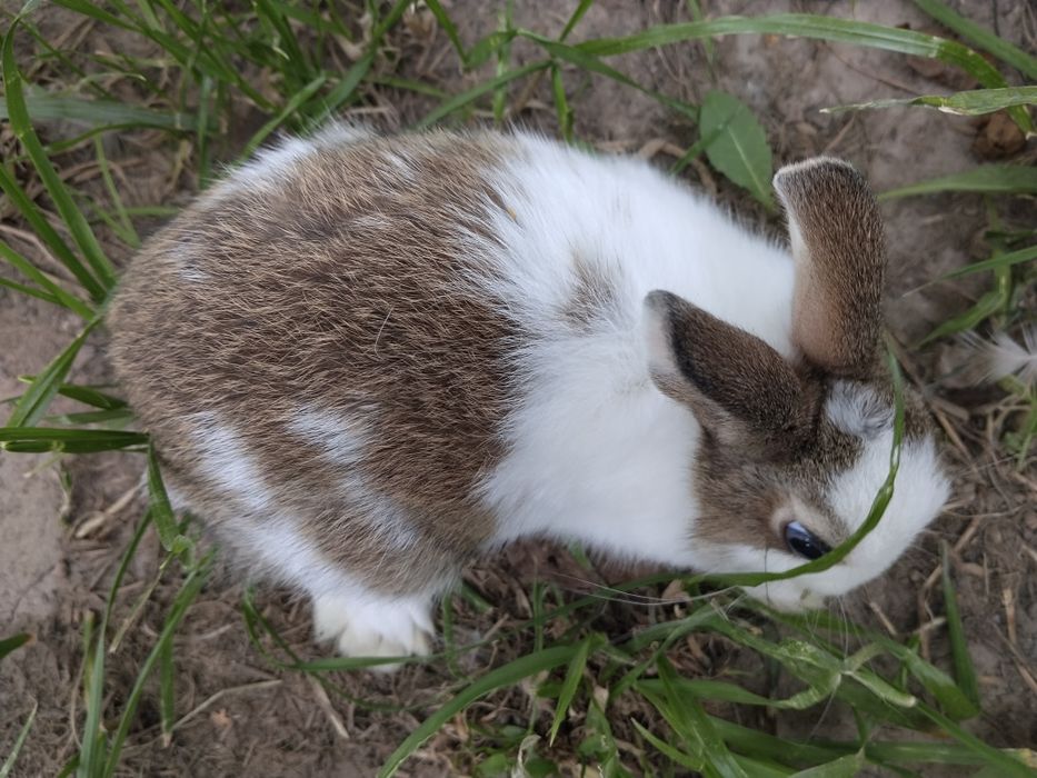 Króliki miniaturki krótkowłose