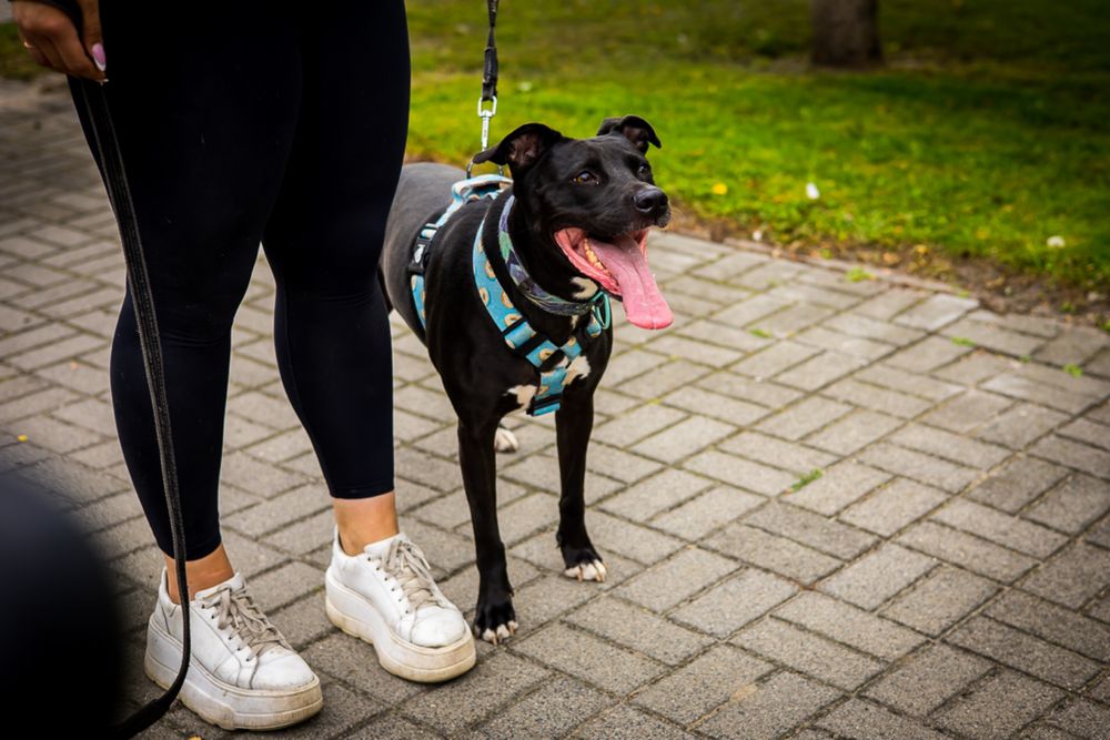 Suczka pitbull szuka domu , adopcja, staffik, amstaff