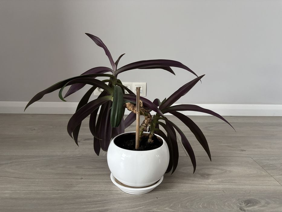 Традесканція Рео