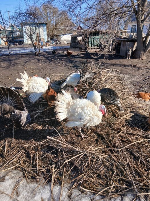 Продам індиків,домашніх ,білі