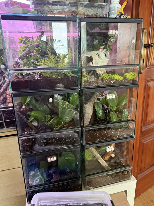 Terrarium biokatywne z wystrojemni żywymi roślinkami wąż gekon ptasznik pająk ślimak ekipa sprzątająca jaszurka