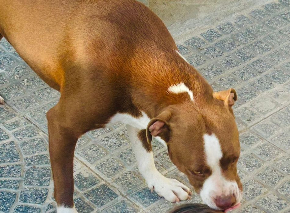 Dou para adoção Cadela Pitbull