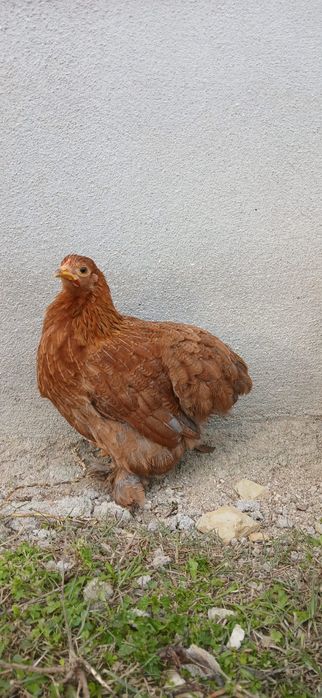 Pintos pequins variedade de cor