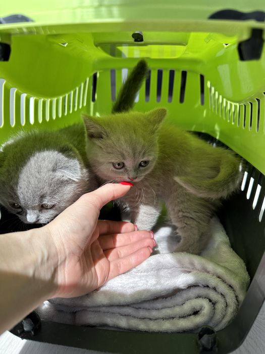 Красивые шотландские котята