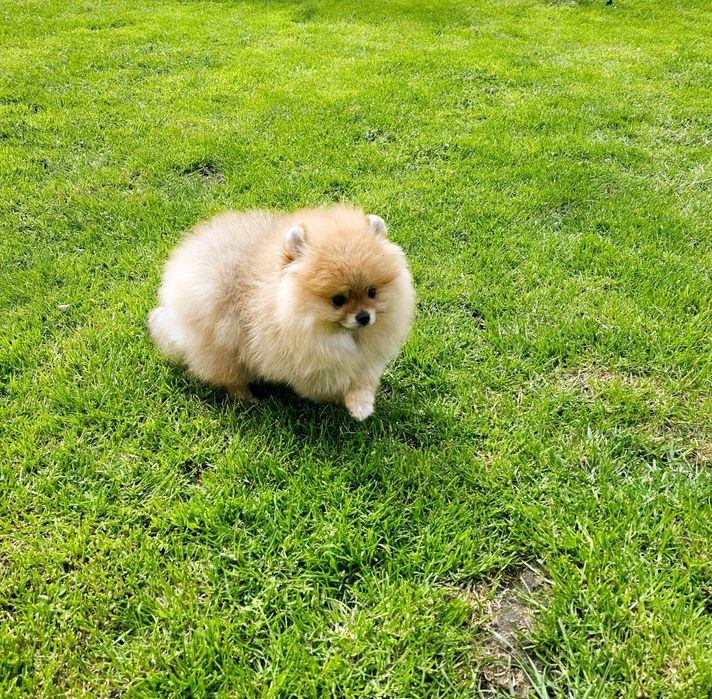 Mini sunia pomeranian 3,5 mc komplet szczepień