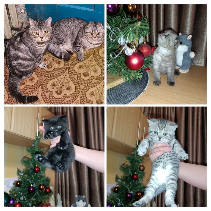 В'язка кота шотландець