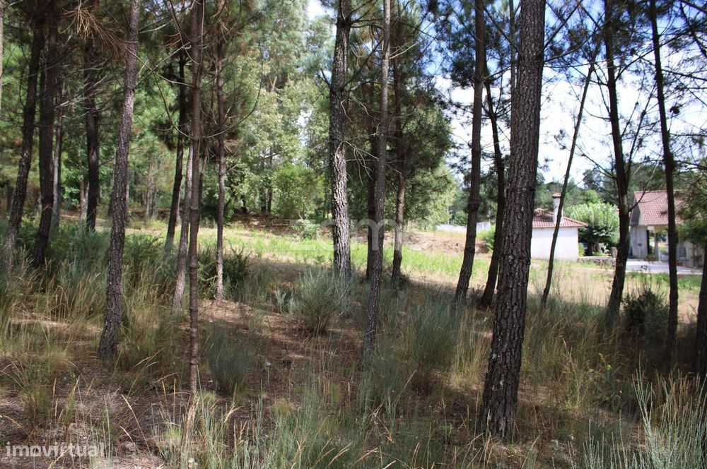 Terreno com pinhal e e mato a 15 minutos de Viseu