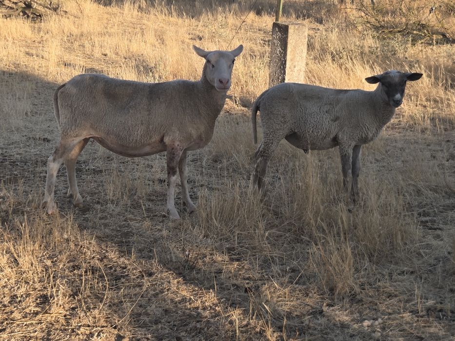 Ovelhas Inras 401 8 Femeas 2 machos