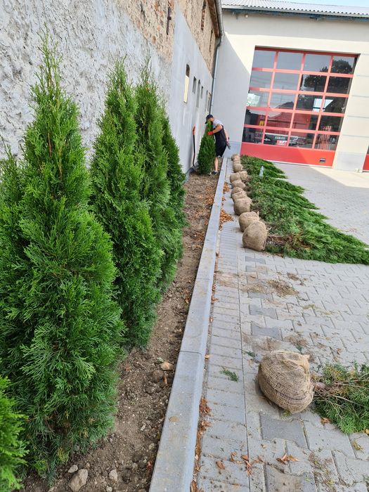 Tuja tuje szmaragd szmaragdy SADZENIE TRANSPORT doniczka