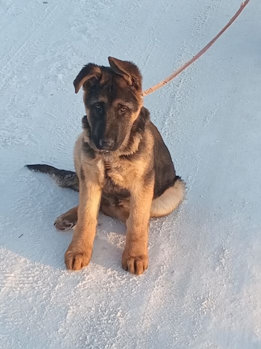 Німецька вівчарка