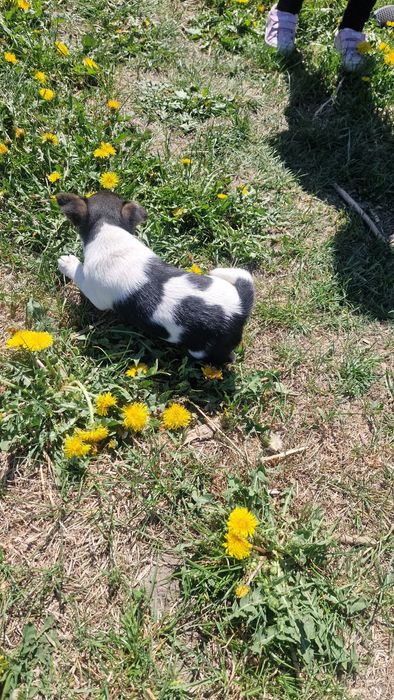 Szczeniak jack russel terier