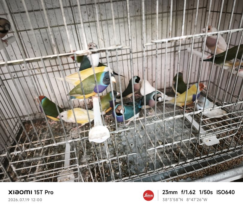 Diamantes de Gould