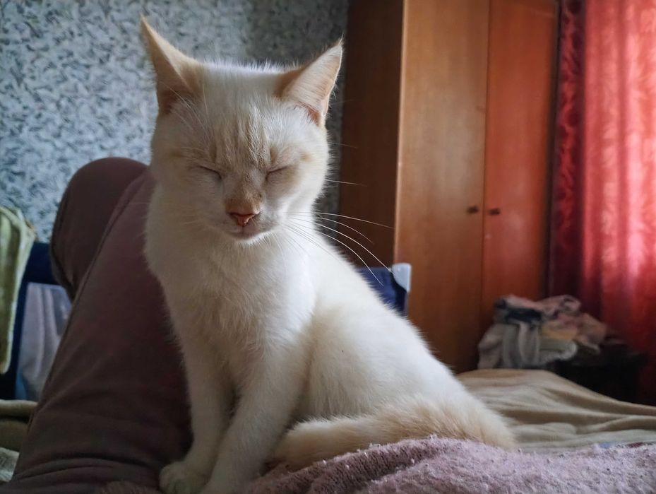 Сіамський ред-пойнт 9міс.