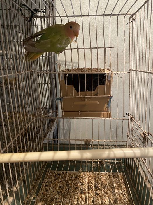 Tenho um agaporni roseicollis de 2025 para vender