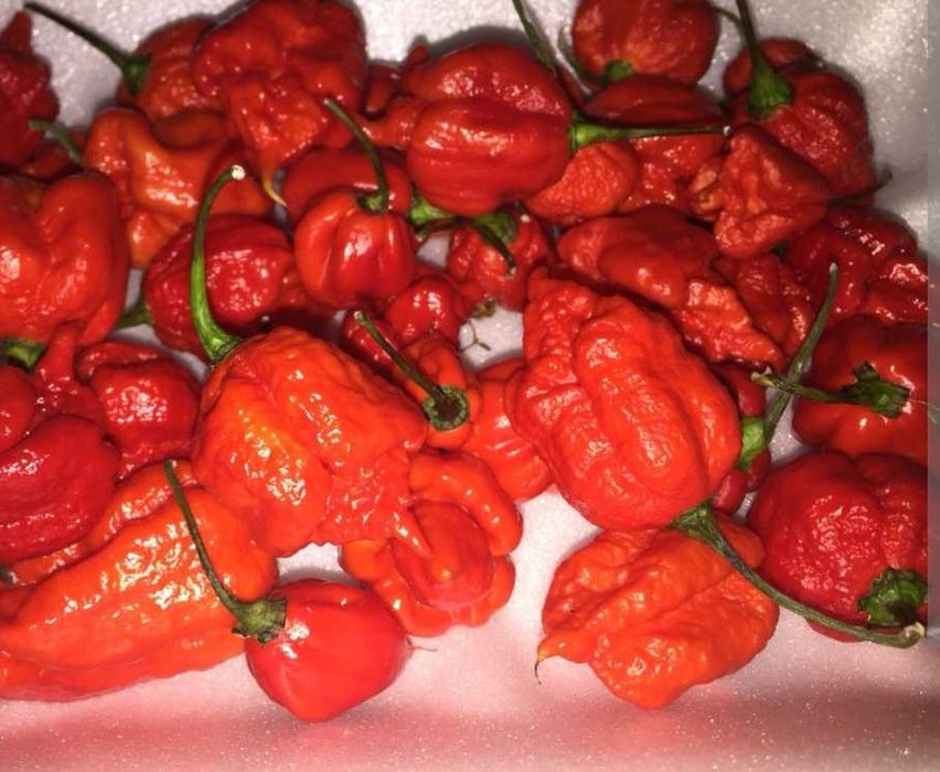 Sementes Jindungo,piri-piri africano /portes incluidos