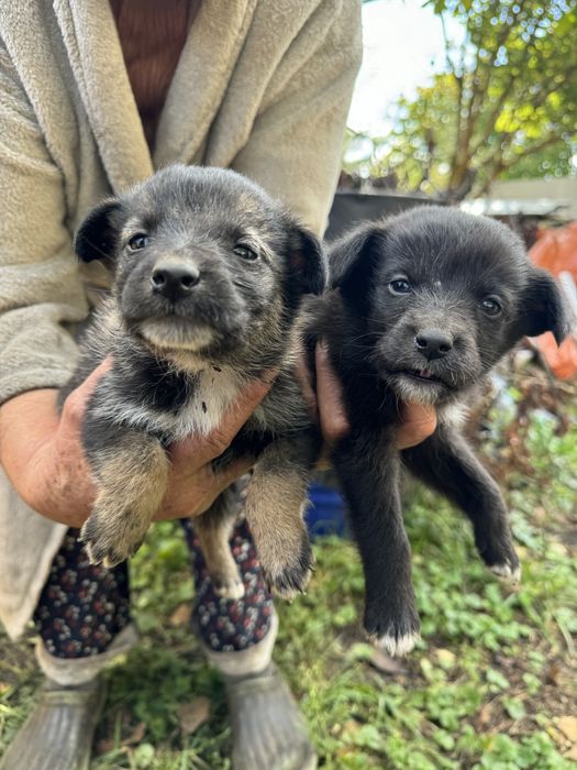 Цуценя хлопчики 1,5 міс
