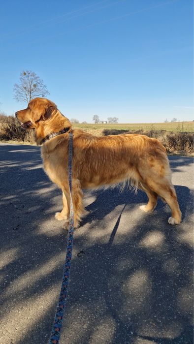 Golden Retriver złoty