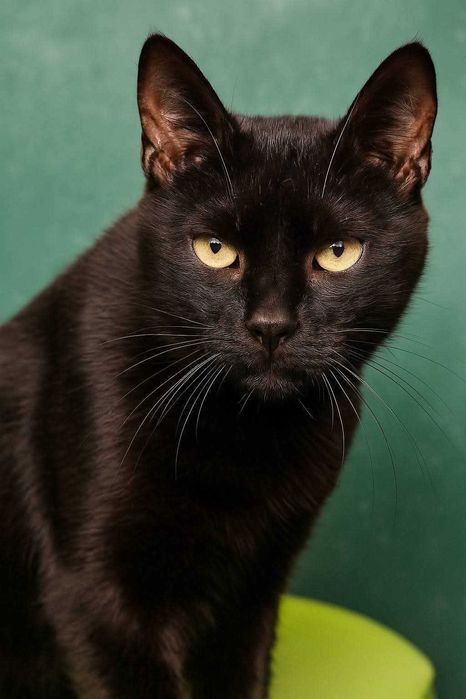 PAGANI (Macho, Adulto) - Para Adoção