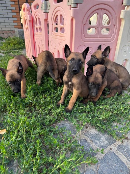 Щенки Малинуа от крупных родителей