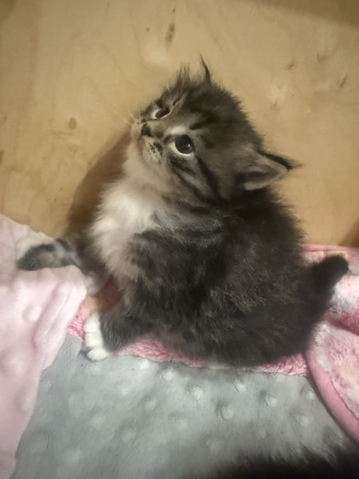 Koteczka syberyjska po utytułowanych rodzicach