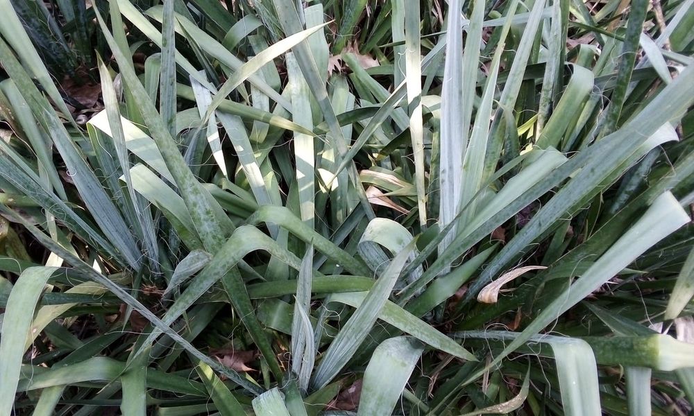 Juka karolińska kłącza