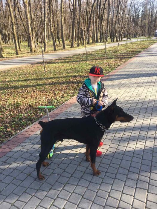 В'язка!Доберман молодий шукає дівчину