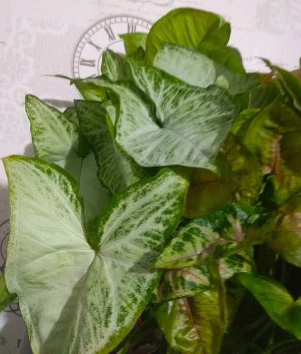 Зрізи сортових сингоніумів