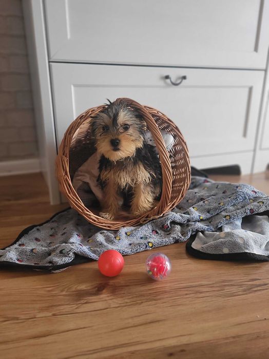 yorki chłopiec Warszawa york Yorkshire terrier