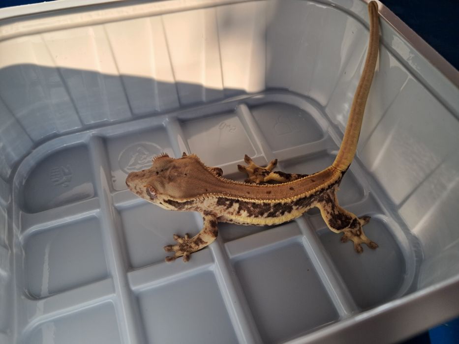 Gekon orzęsiony nr17