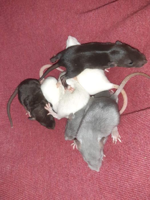 Крысята  крыса дамбо голубая щурята