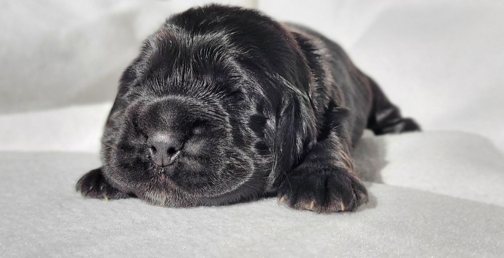 Cocker spaniel angielski cudne węgielki