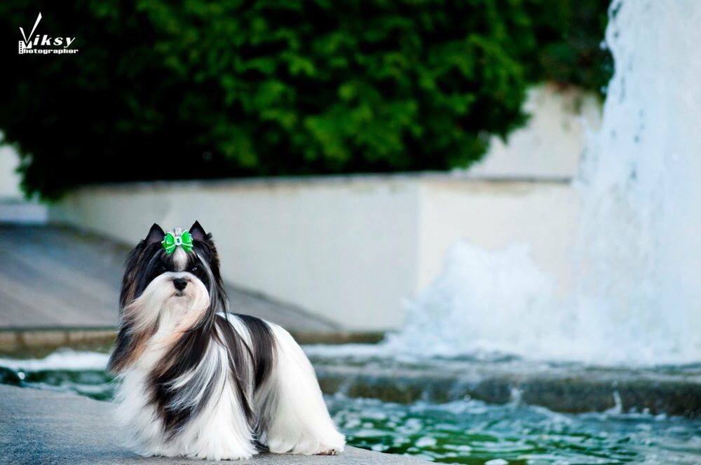 Восхитительный мальчик бивер ждёт невест!