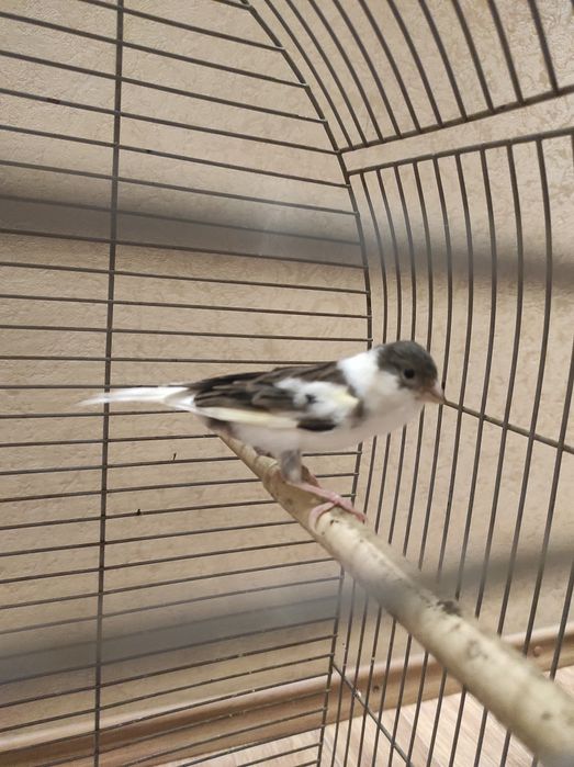 Клетка для канареек