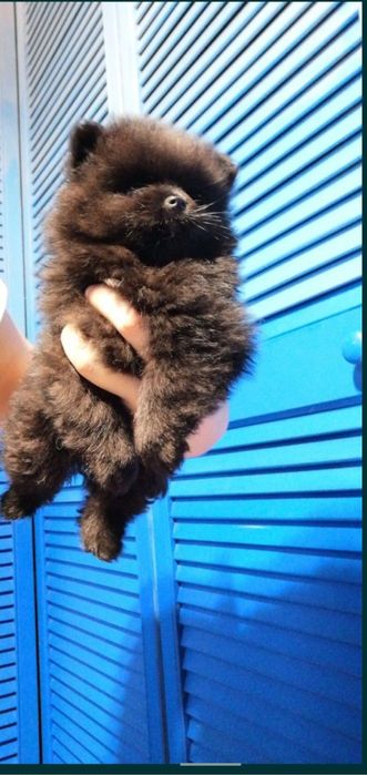 Miś szpic miniaturowy pomeranian boo sunia